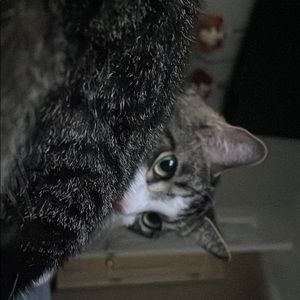 Meet your Posher, Charisma